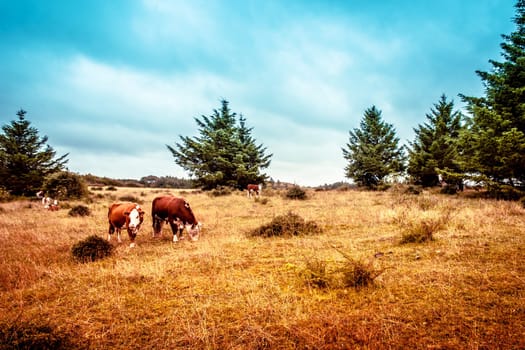 Hereford cattle on the prarie
