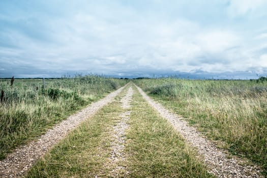 Nature path surrounded by grass and bush