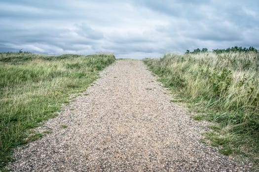 Nature path surrounded by grass and bush