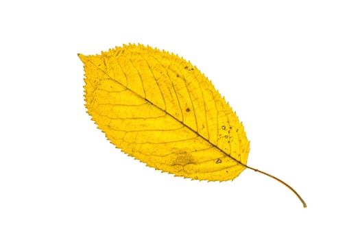 Fallen autumn leaf isolated on white