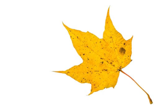 Fallen leaf in yellow colors at autumn time