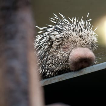 Porcupine