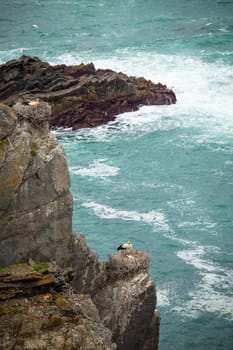 breeding storks on cliff  coast portugal , rota vicentina