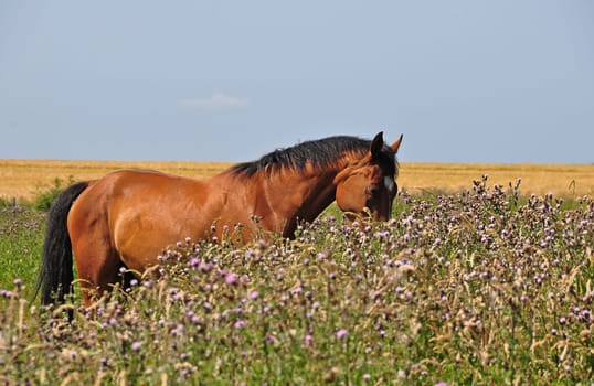 Horse