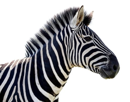 Beautiful Zebra portrait with black and white stripes - isolated