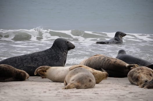 Seals