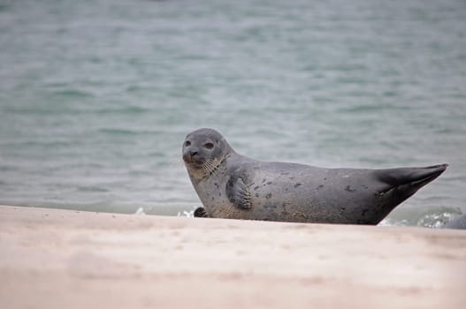 Seal