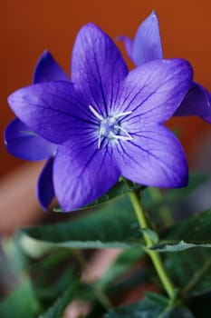 The close-up of the purple flower of a balloon flower