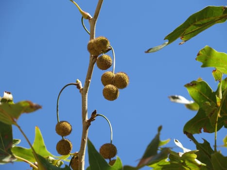 Oriental plane tree - Platanus orientalis