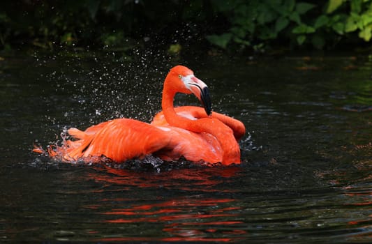 Bathing fun