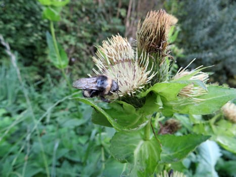 Cabbage thistle - Cirsium oleraceum
