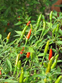 Bonsai Chili - Capsicum annuum - minimum -