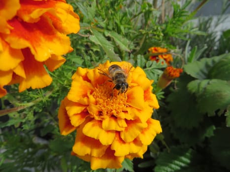 Student flower - Tagetes