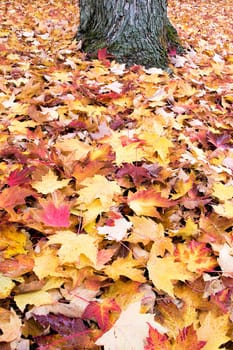Fallen Large Maple Tree Red and Yellow Leaves by Tree Trunk Piled Up on Backyard Ground in Autumn Background