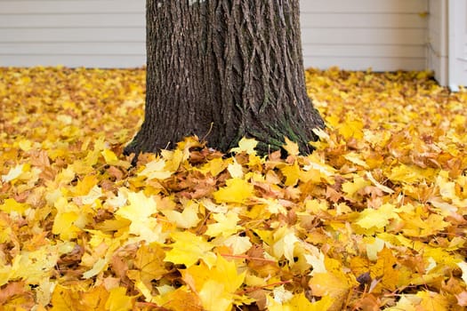 Fallen Maple Tree Leaves by Tree Trunk Piled Up on Backyard Ground in Autumn Background