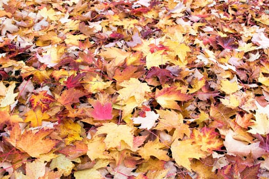 Fallen Maple Tree Leaves with Morning Dew Water Drops Piled Up on Backyard Ground in Autumn Background