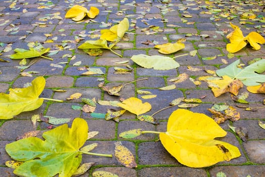 Backyard Stone Paver Patio with Fig and Walnut Tree Fall Leaves Background