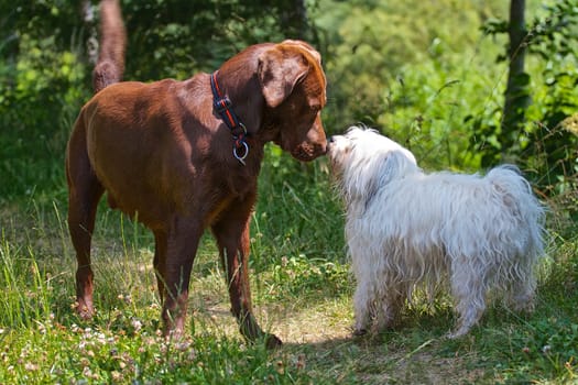 A Labrador and a Havanese sniff each other in a meadow.
