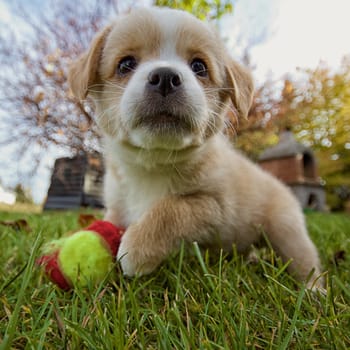 A small puppy in the grass with his ball,taken with an extreme wide angle.