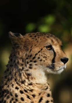 Cheetah