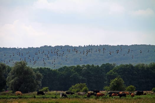 Swarm of kibites above the waterfall of the Steinhuder Meer