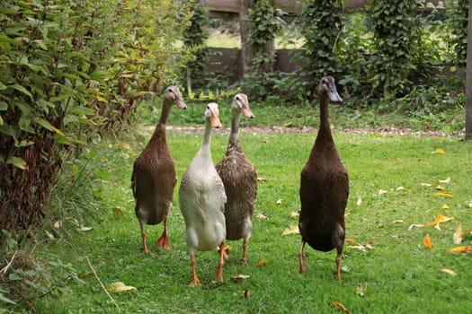 Running ducks