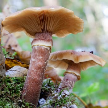 Hallima ash or honey mushrooms - Armillaria on moss - macro image
