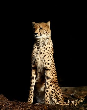 Cheetah