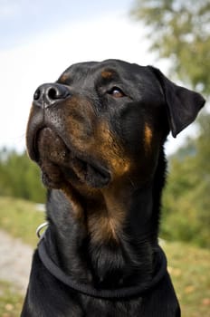 Rottweiler