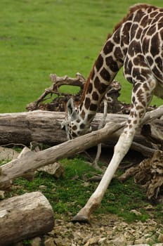 Giraffe with spread legs while eating