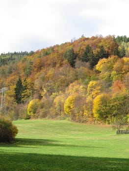 Autumn forest
