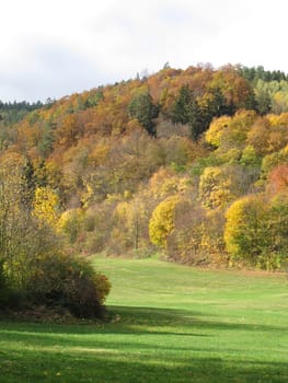 Autumn forest