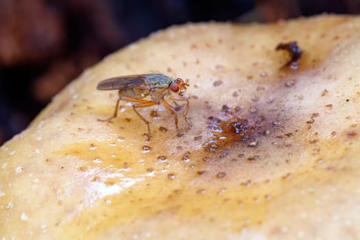 Shyfly - Heleomyzidae on a fungus - macro image