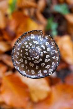Woodpecker tintling - Coprinopsis picacea in a close-up - Supervision