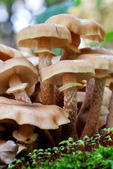 An insect on Hallim ash or honey mushrooms - Armillaria - Detail