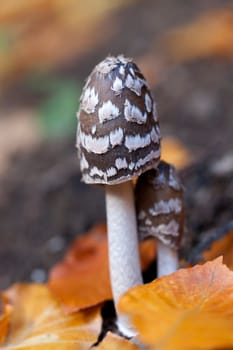 Woodpecker inklets - Coprinopsis picacea in a macro image