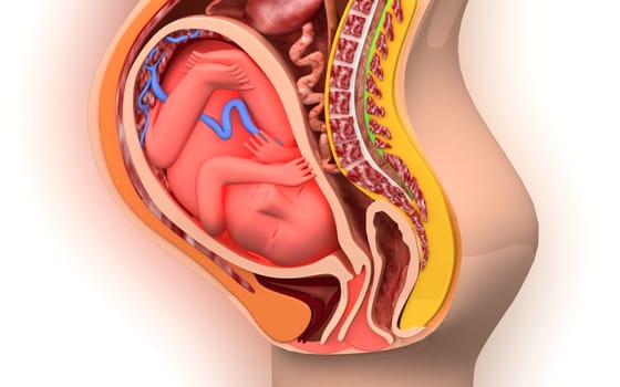 Digital illustration of Pregnant anatomy with fetus in colour background