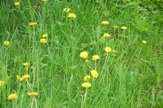 Blooming Dandelion in garden