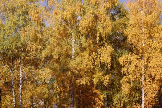 View of Autumn Birch Trees
