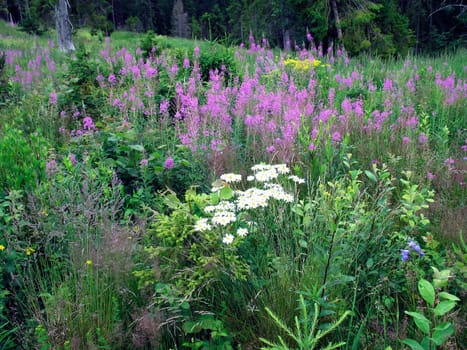 Field of flowers and plants