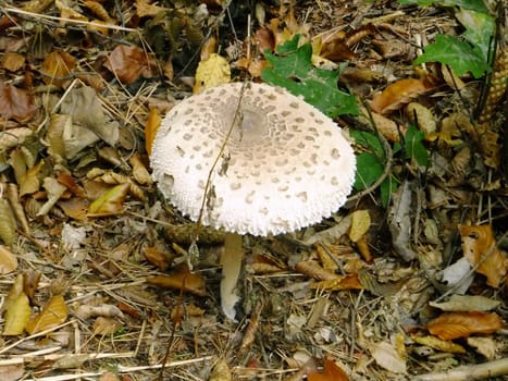 Close up of a mushroom