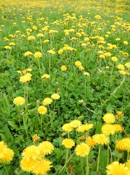 Blooming Dandelion in garden