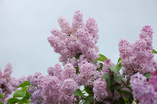Syringa vulgaris (Common Lilac) flowers