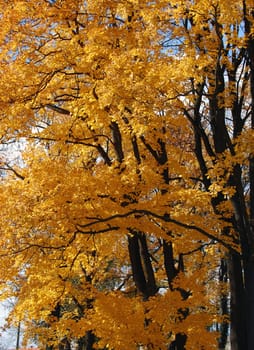 Closeup of a Autumn Trees