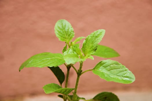 Leaves of aromatic herb basil are used in savory dishes and have many medicinal uses