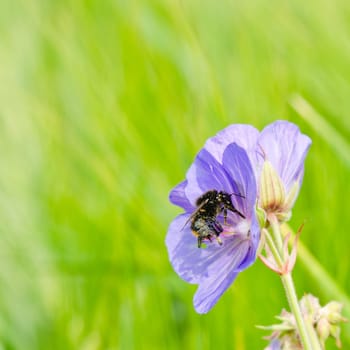 The bee collects pollen from a flower, a close up