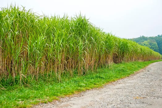 Chinese reeds,elephant grass,miscanthus