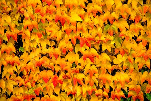 Leaves in autumn