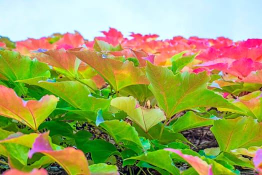 Leaves in autumn