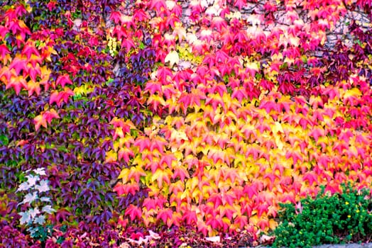 Leaves in autumn